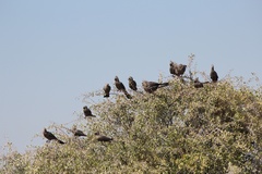 Corythaixoides concolor pallidiceps