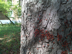 Pyrrhocoris apterus