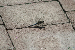 Orthetrum cancellatum