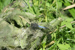 Orthetrum cancellatum