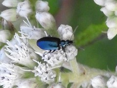 Lebia viridis
