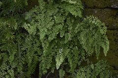 Adiantum bellum
