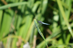 Orthetrum cancellatum