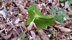 Trillium sulcatum