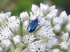 Lebia viridis