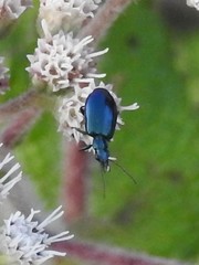 Lebia viridis