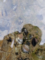 Siphonaria lessonii