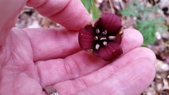 Trillium sulcatum