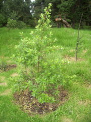 Escallonia paniculata