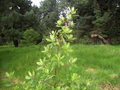 Escallonia paniculata