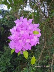 Bignonia binata