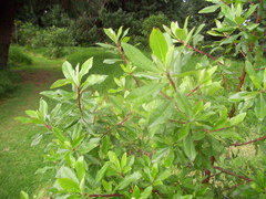 Escallonia paniculata