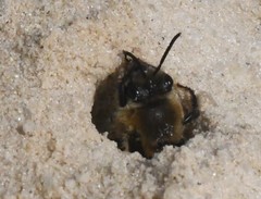 Colletes ultravalidus