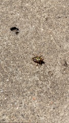 Oebalus poecilus
