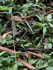 Anolis antonii