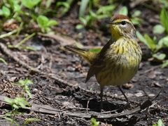 Setophaga palmarum