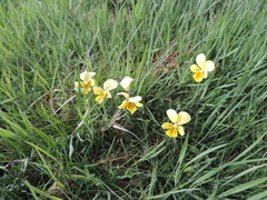 Viola lutea