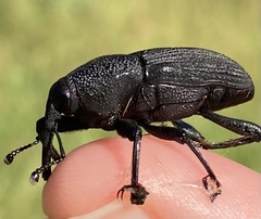 Trigonotarsus calandroides