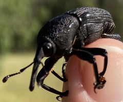 Trigonotarsus calandroides