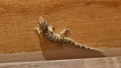 Hemidactylus palaichthus