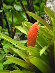 Guzmania berteroniana