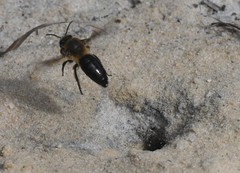 Colletes ultravalidus