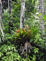 Guzmania berteroniana