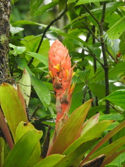 Guzmania berteroniana