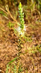 Coutoubea spicata