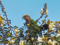 Deroptyus accipitrinus