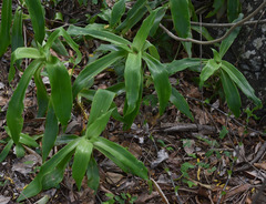 Callisia fragrans