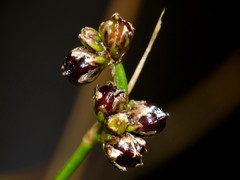 Juncus novae-zelandiae