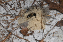 Colletes ultravalidus