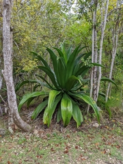 Agave caymanensis