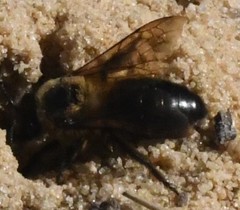 Colletes ultravalidus