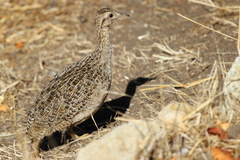 Nothoprocta perdicaria