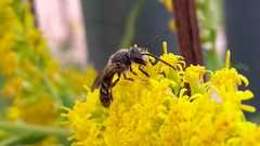 Lasioglossum