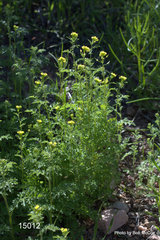 Descurainia pinnata glabra