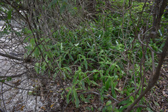 Callisia fragrans