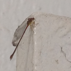 Leptobasis vacillans