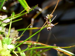 Juncus novae-zelandiae