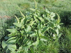 Blitum bonus-henricus