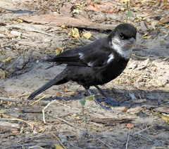 Myrmecocichla arnotti