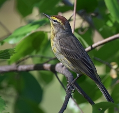 Setophaga palmarum