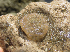 Bunodosoma zamponii