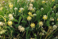 Astragalus dasyanthus