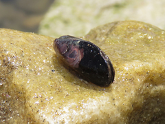 Brachidontes rodriguezii