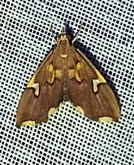 Colomychus