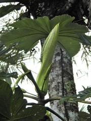Cecropia schreberiana