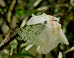 Hesperocharis